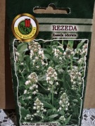 Rezeda wonna nasiona