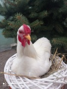 Kogut wyandotte miniatura