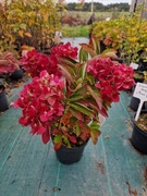 HORTENSJA OGRODOWA HYDRANGEA MACROPHYLLA  PINK