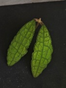 Hoya clemensiorum Light Leaf - sadzonka cięta