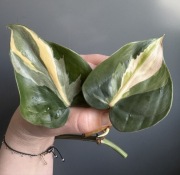 Philodendron Rio , Cream Splash