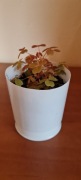 Szczawik Oxalis vulcanicola rzadka odmiana  + gratis zielistka 