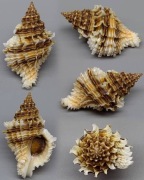 Lataxiena fimbriata (Hinds, 1844) 