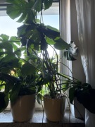 Monstera Kwiaty doniczkowe 