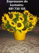 Słoneczniki ozdobne