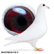 Młode para 19 Oryg. A&W Drapa Białe Linia Greipel Den Baurges 