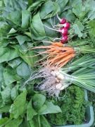 Koperek karotka lubczyk pietruszka szpinak Smart