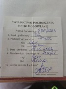 matki pszczele nieunasiennione