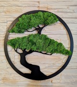 Obraz dekoracja mech chrobotek 40cm 