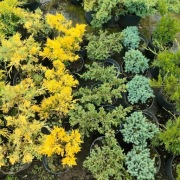 Jałowiec płożący, świerk karłowy, świerk conica, różne odmiany