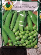 Groch sześciotygodniowy 