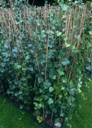 ŚCIANA BLUSZCZU hedera helix 150-180cm SADZONKA 