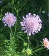 Świerzbnica Polna sadzonka