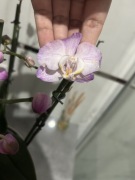 Storczyk Phalenopsis biało różowy 2 w 1 bardzo duża doniczka I like duetto