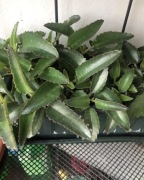 Żyworódka duża sadzonka