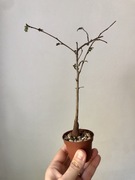 Operculicarya decaryi 26 cm!