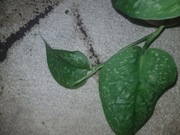 Scindapsus Silver Cloud cięty szczyt 