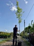 Acer saccharinum, Klon srebrzysty, obwód 6-8, 8-10, 12-14cm, 300-350cm