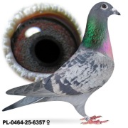 Samica po Oryg. P. Mędrysa z Super lotników 