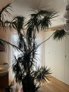 Dracena kwiat ozdobny 
