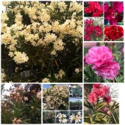 Sadzonki oleandrów różowy pełny pachnący