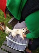 Maltipoo biało czarne malutka wesoła i mądra sunia z metryczką 2,5 kg