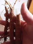 GIPSÓWKA RÓŻOWA z Holandii