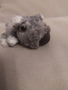 Maskotka The dog