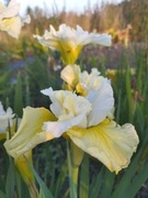 Irys syberyjski 'In Full Sail' Iris sibirica