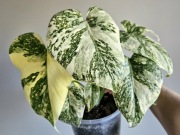 Monstera noID piękne wybarwienie ukorzeniony dół z nowym szczytem 