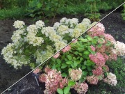 Hortensja 'Bombshell' C2