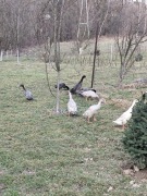 Jajka lęgowe biegusa spożywcze jaja kacze lęgowe spożywcze 10 sztuk