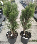 Sosna czarna Green Tower