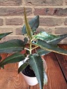 Żyworódka roślina zdrowa lecznicza do zewnętrznego stosowania