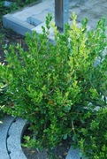 Bukszpan sinica 'Wintergreen' Buxus sinica 042