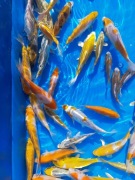 Ryby do oczka Karpie koi. Cetarius 