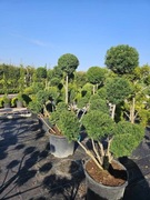 SOSNA Cyprys JAŁOWIEC Tuja bonsai PIĘKNE 