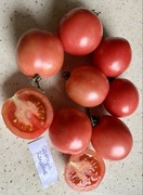 Pomidor Severnya Karoleva, kolekcjonerskie nasiona