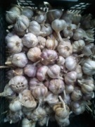 czosnek przemysłowy 3 kg 