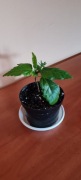 Hibiskus pełny czerwony z pąkami + zielistka