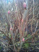 Porzeczka czarna sztobry kpl.20szt.