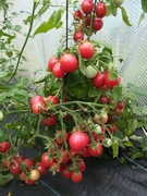 Pomidor Cio-Cio-San 10 nasiona 