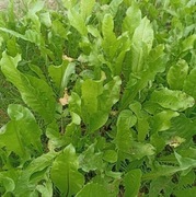 Podagrycznik pospolity ziele 50g z Bieszczad 