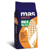 Kukurydza HULK FAO 250 2026 r Mas seeds na kiszonkę lub ziarno francuska 