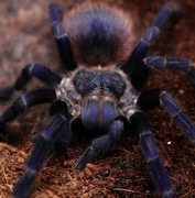 Pająk ptasznik Lasiocyano (ex. Pterinopelma) sazimai