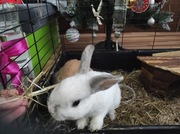 Królik miniaturka - 2 samce