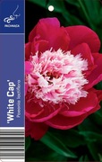 Piwonia lactiflora White cap