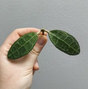 Hoya elliptica splash 