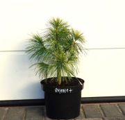 SOSNA WEJMUTKA WENDY * RARYTAS