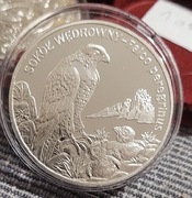 20 zł srebro sokól wędrowny moneta ag